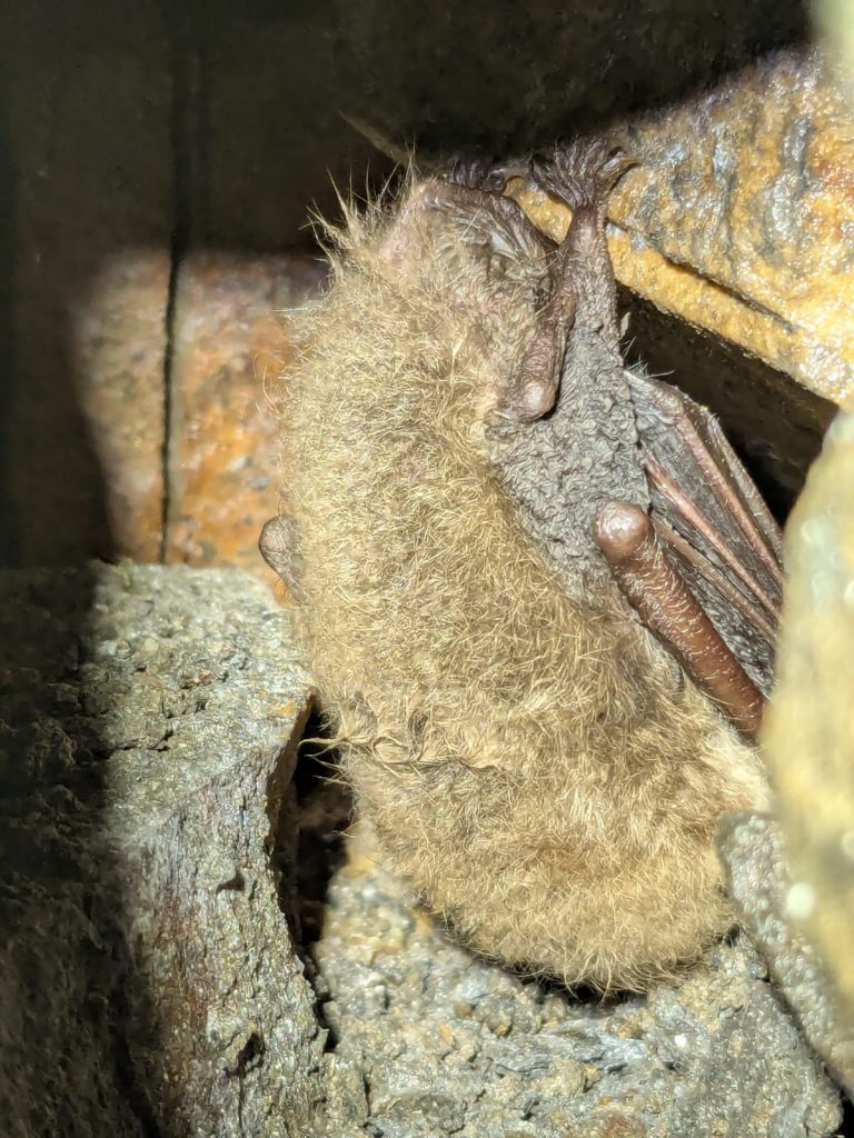 Brown long-eared bat.