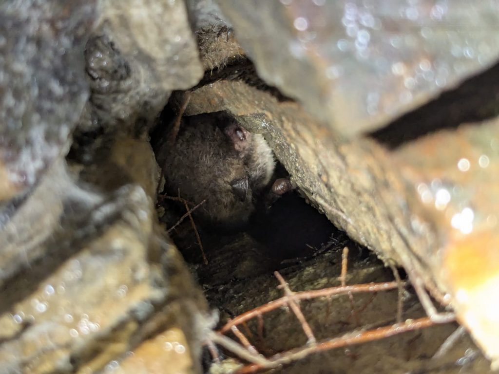 Daubenton's bat